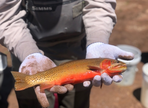 Spawning adult cutthroat trout in Utah