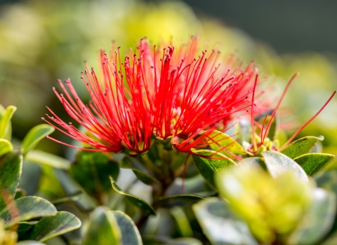 red ohia lehua flower