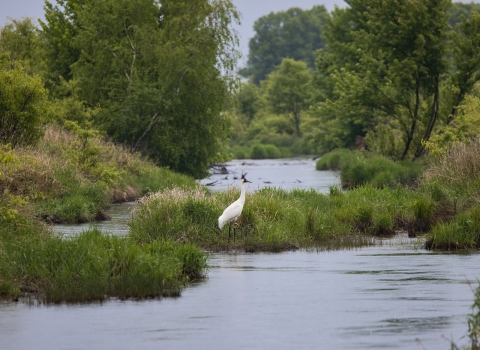 White wooping crane standing in a winding blue river with lush green grasses and trees