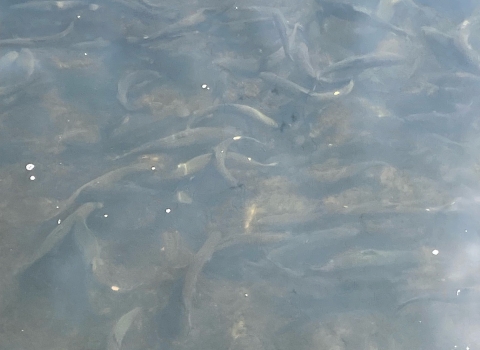 Brown Trout with clipped adipose fins