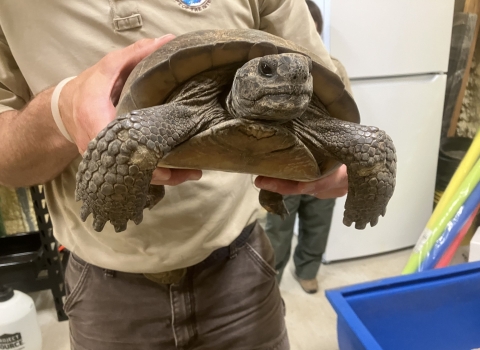 A man holds a gopher tortoise. 