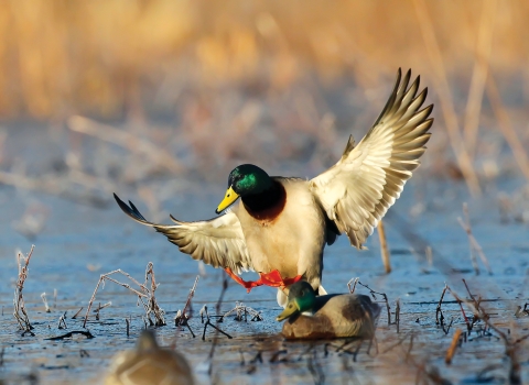 Mallard landing near decoy