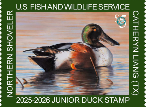 Picture of the 2025 Junior Duck Stamp, drawn by a Texas Artist.