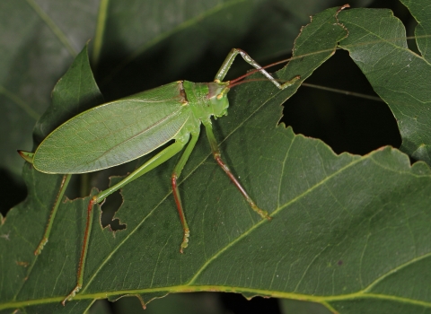 Common true katydid on a leaf
