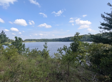 The Rappahannock river from a uphill vantage point. Thick vegetation grows between the camera and the water. 