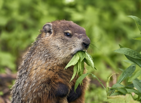 Close up of a groundhog standing on hind legs carrying green plant leaves in its mouth.