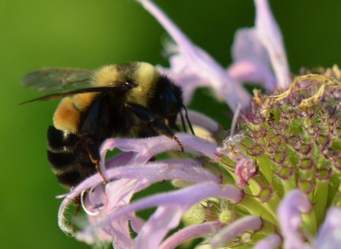 Endangered rusty patched bumble bee on wild bergamot