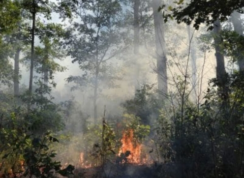Fire burning the understory of a northern Michigan forest