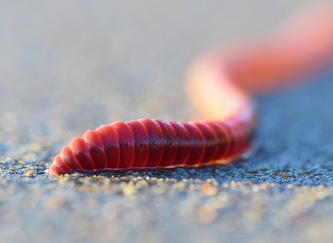 An extreme close-up of a nightcrawler on concrete with the first quarter of it in focus.