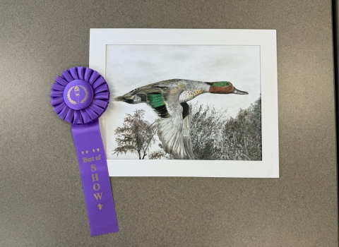 Drawing of a duck with Best of Show ribbon