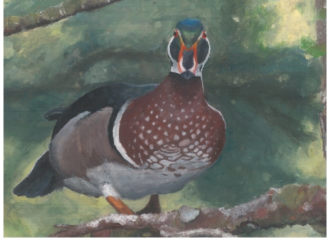 Painting of Wood Duck 