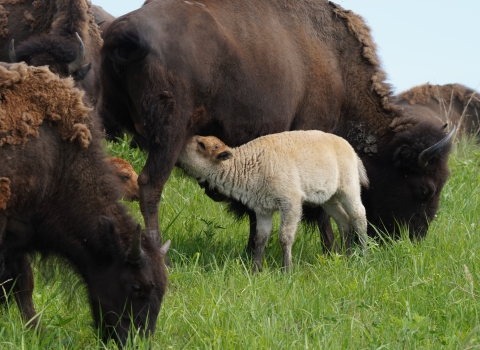 A white bison calf is nursing from its mother cow.