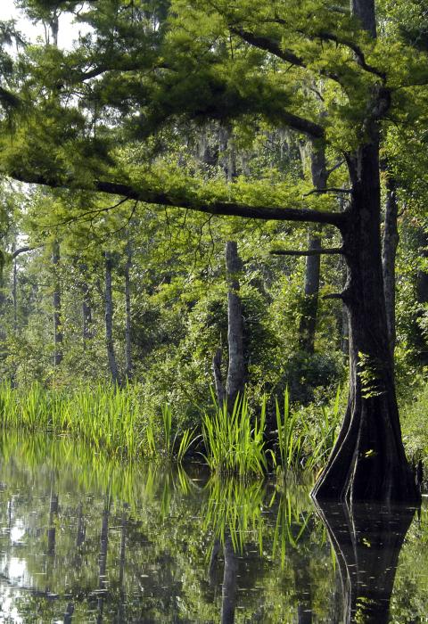 Pascagoula River, Mississippi