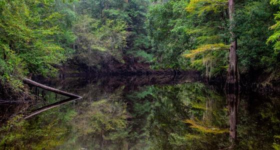 Saline Bayou | Rivers.gov