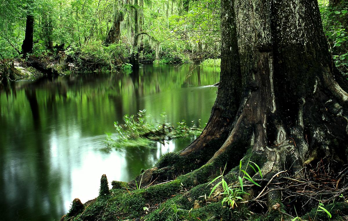 Lumber River, North Carolina