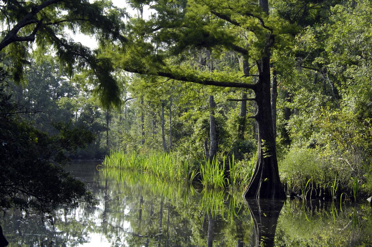 Pascagoula River, Mississippi