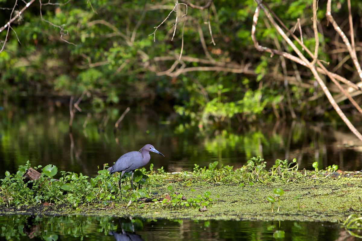 Wekiva River, Florida