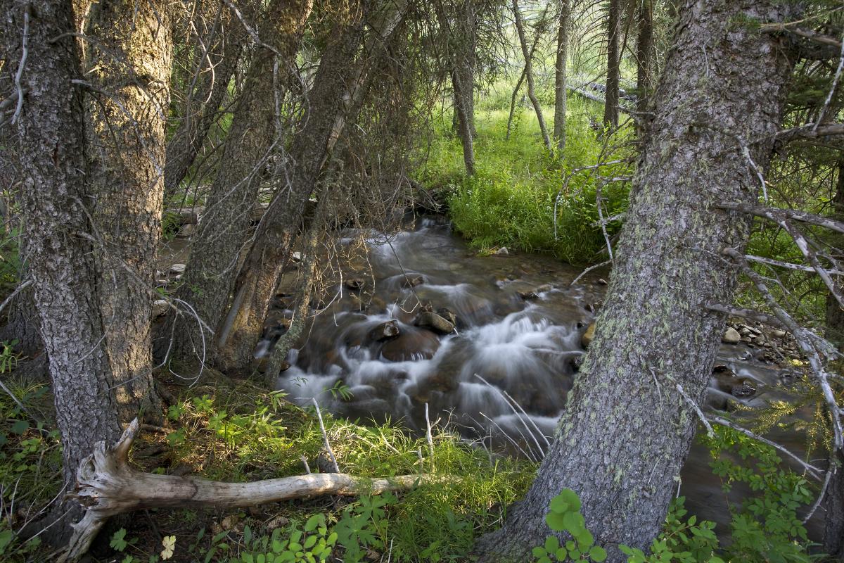 Bailey Creek, Wyoming
