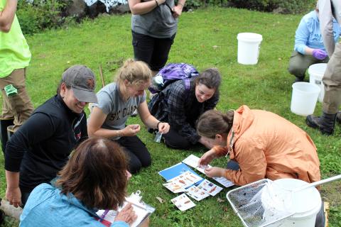 Identifying Dragonfly Larvae