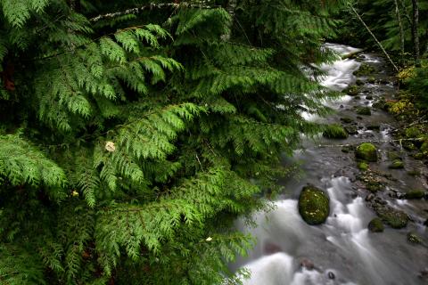 Zig Zag River, Oregon